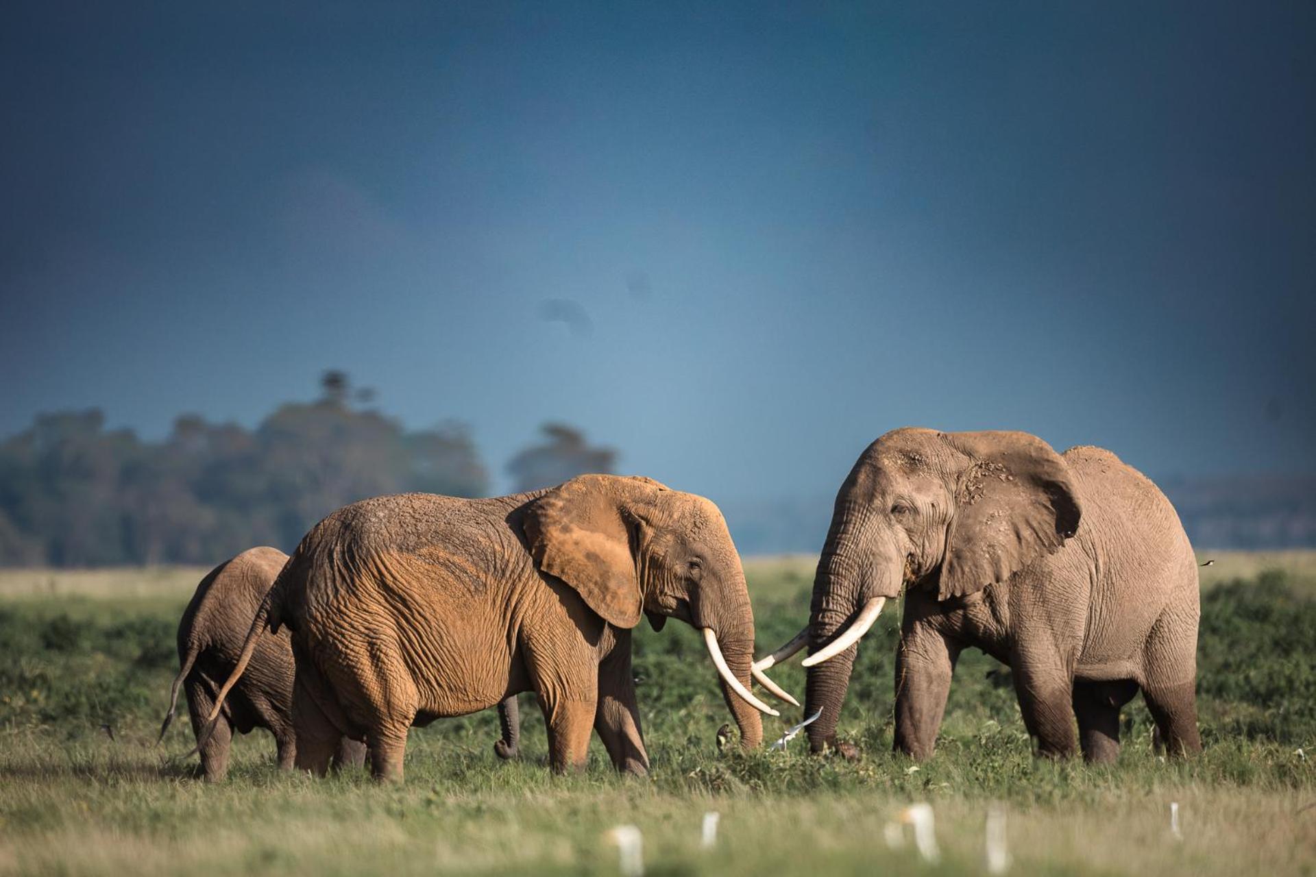 Kilimanjaro View Cabin-Amboseli Oloitokitok Стая снимка