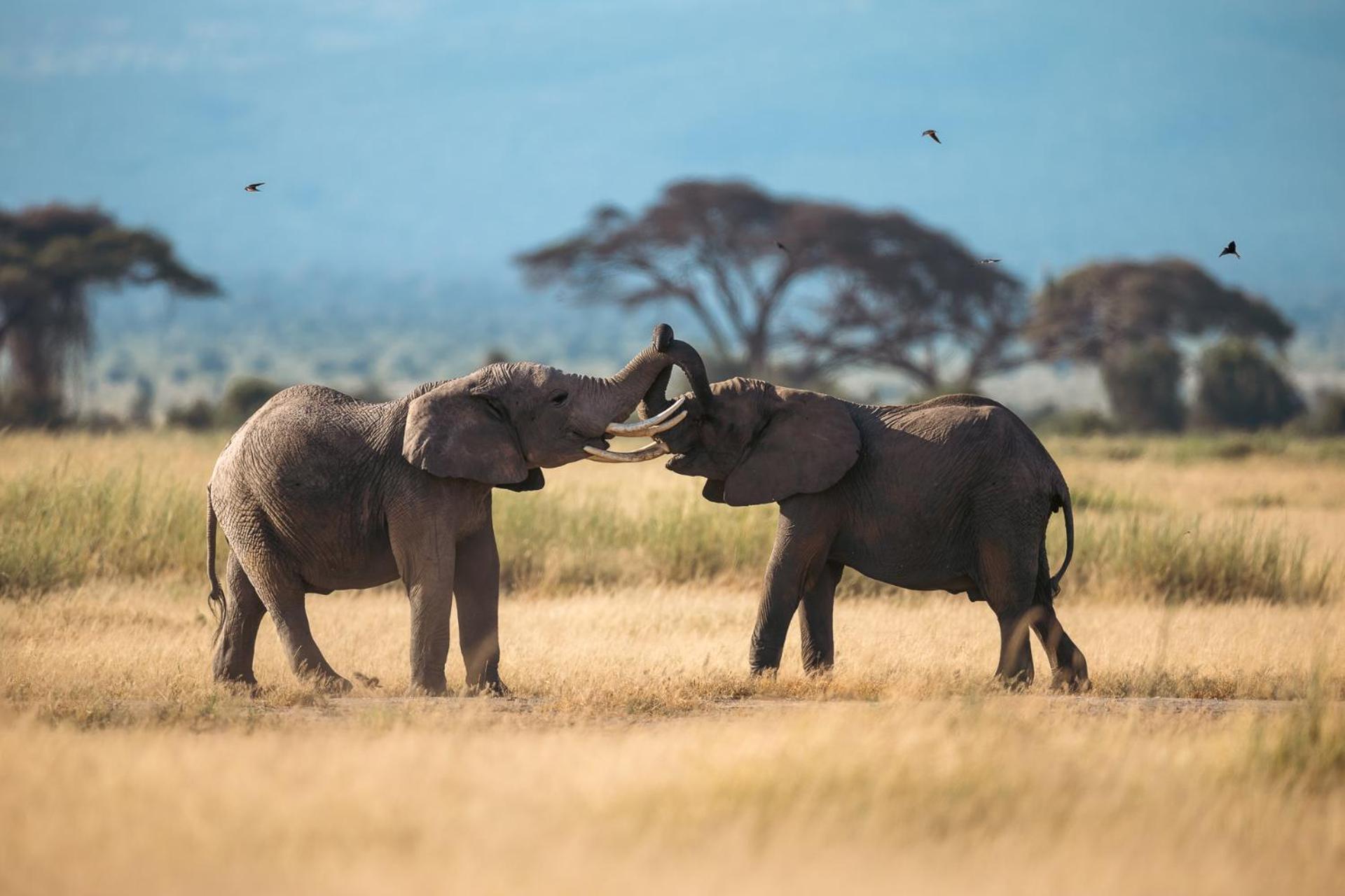 Kilimanjaro View Cabin-Amboseli Oloitokitok Стая снимка