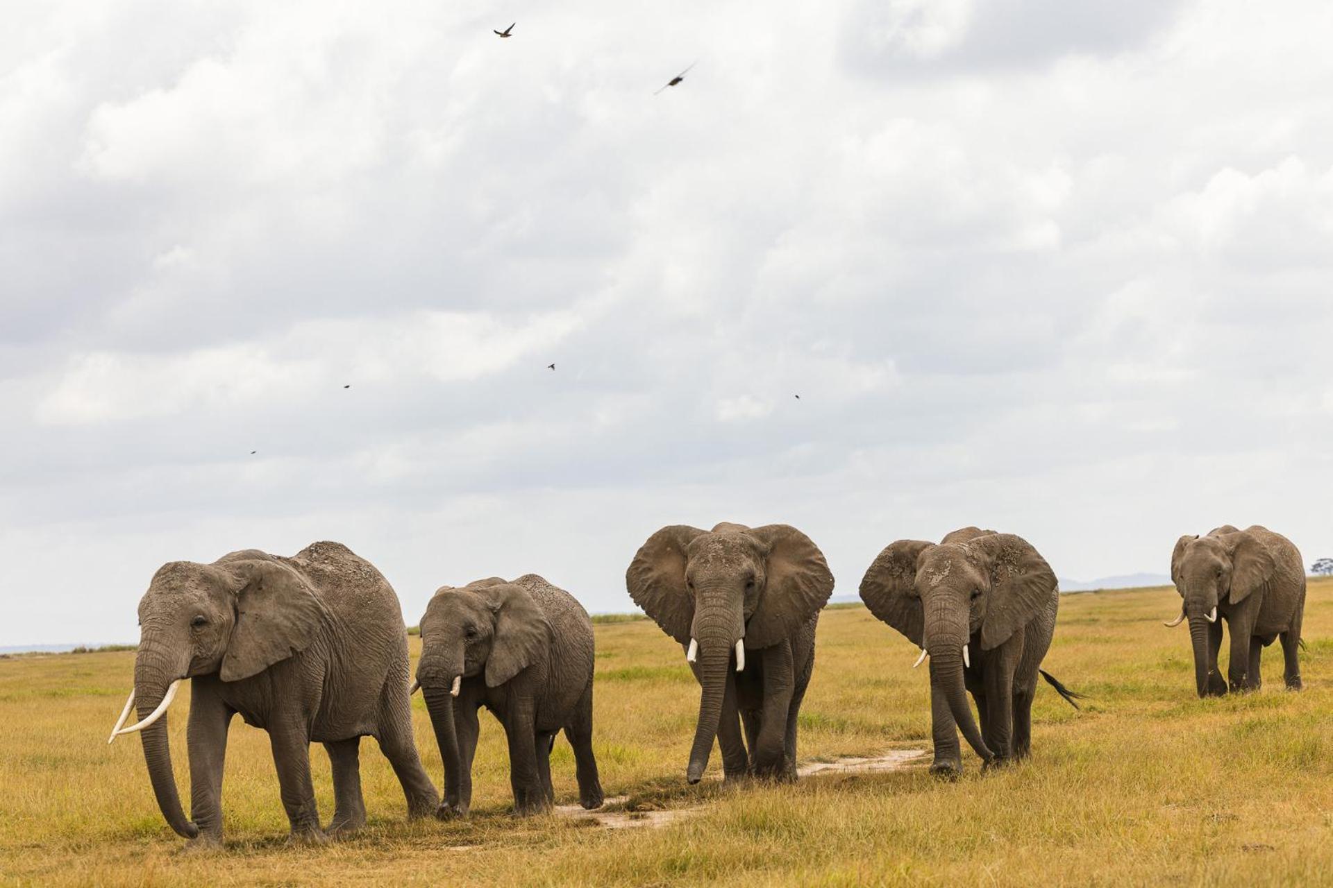 Kilimanjaro View Cabin-Amboseli Oloitokitok Стая снимка