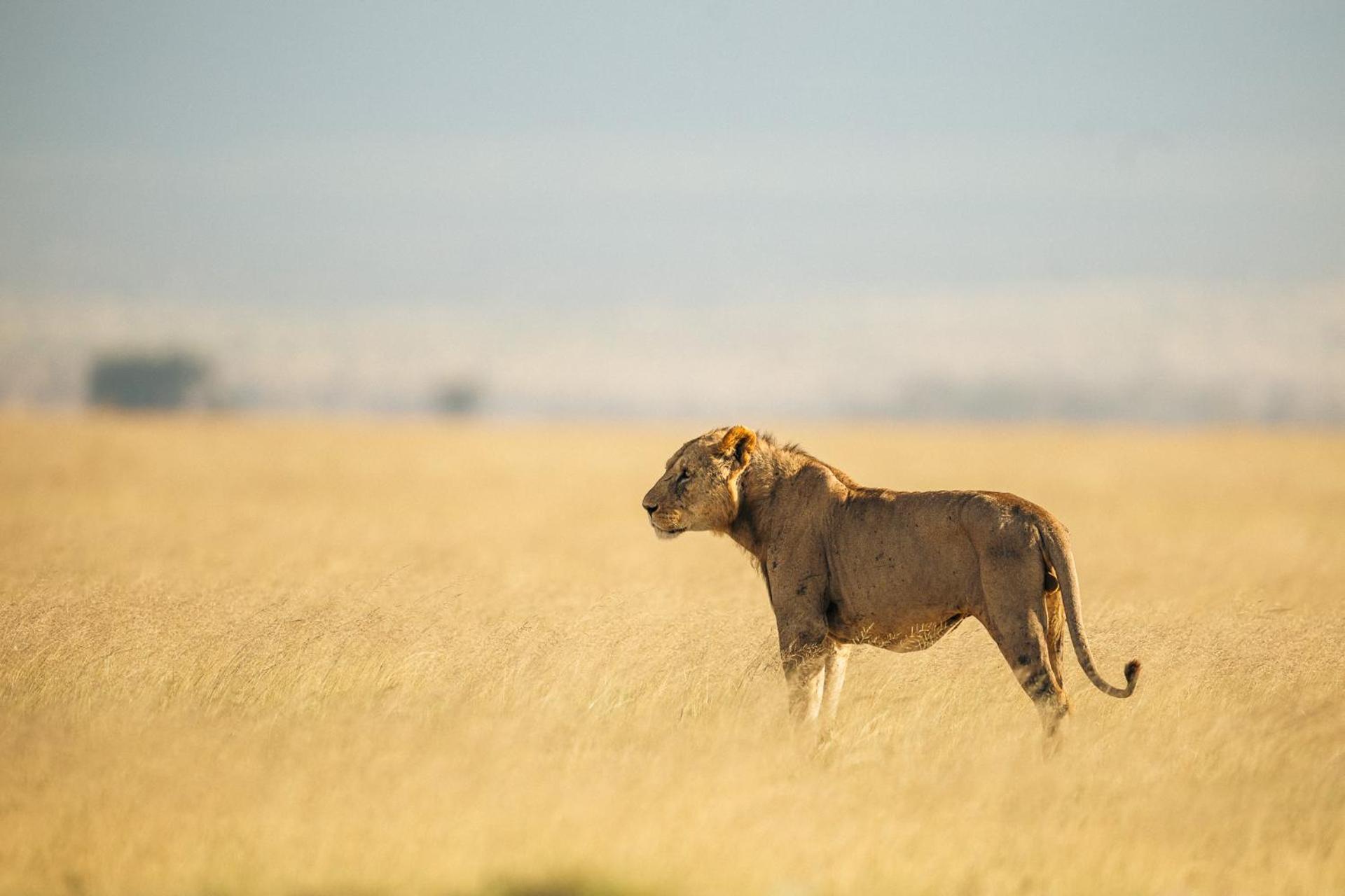 Kilimanjaro View Cabin-Amboseli Oloitokitok Стая снимка