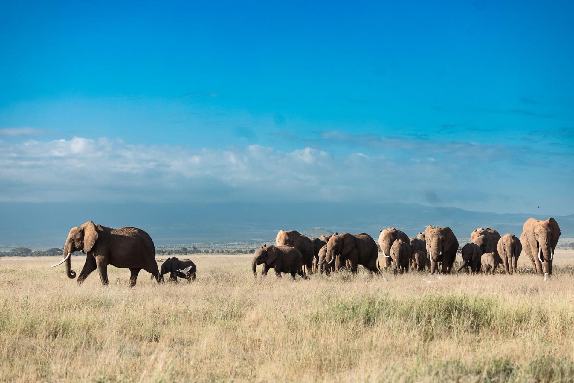 Kilimanjaro View Cabin-Amboseli Oloitokitok Стая снимка